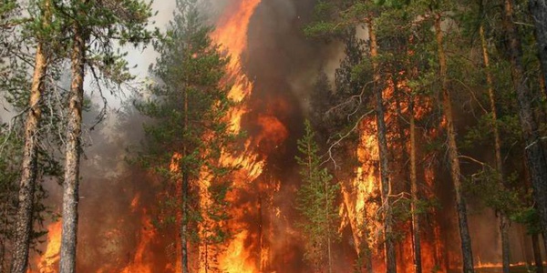Фото Горят леса Дальнего Востока Картинка Горят леса Дальнего Востока