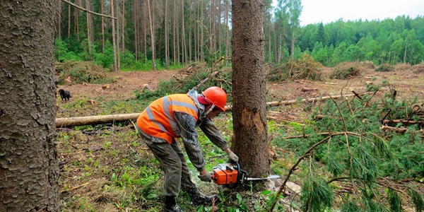 Картинка Иркутские общественники предлагают ужесточить ответственность за незаконное уничтожение леса