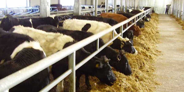 Фото Сертификацию ветеринарной продукции прошли только 7% предприятий Картинка Сертификацию ветеринарной продукции прошли только 7% предприятий