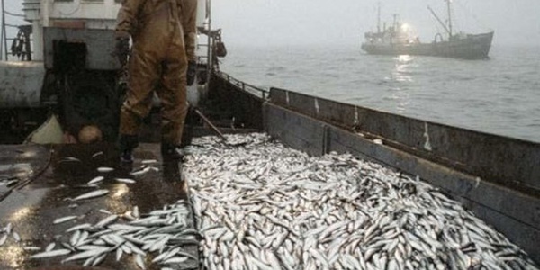 Картинка Росрыболовство: ограничений на закупки рыбного сырья не будет