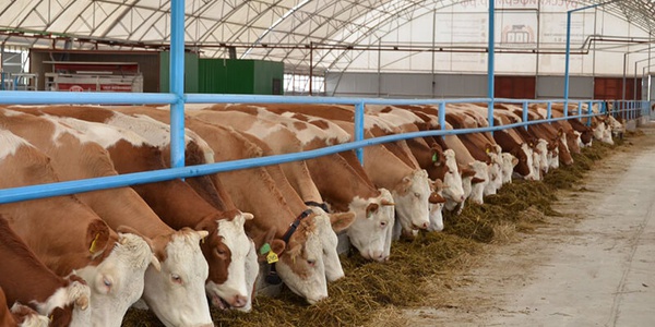 Действие ветсертификатов на ряд продуктов из Беларуси может быть приостановлено