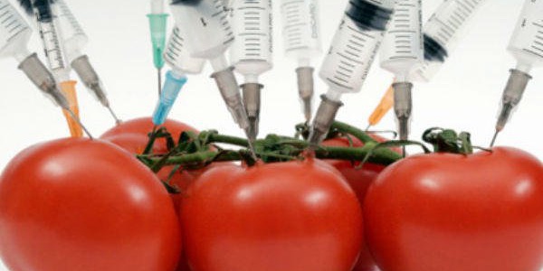 Фото Производство и ввоз ГМО-продукции попали под запрет Картинка Производство и ввоз ГМО-продукции попали под запрет