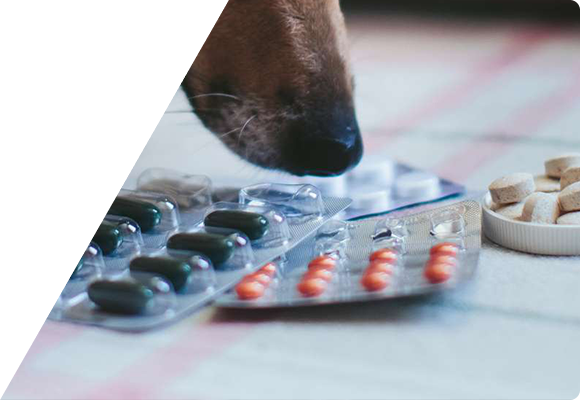 Регистрация лекарственных средств для животных