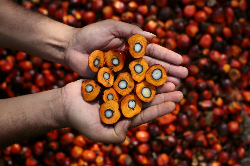 Картинка В России растут цены на пальмовое масло