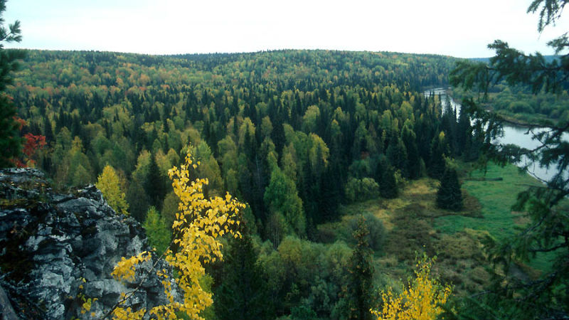 Картинка Внесены изменения и дополнения в Лесной кодекс РФ