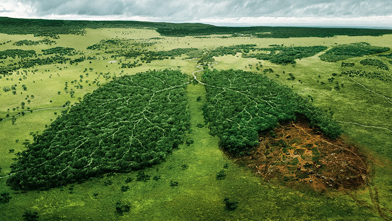 Картинка Минприроды привлекает российский бизнес к защите окружающей среды