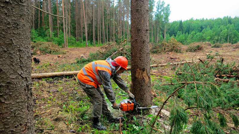 Картинка Иркутские общественники предлагают ужесточить ответственность за незаконное уничтожение леса